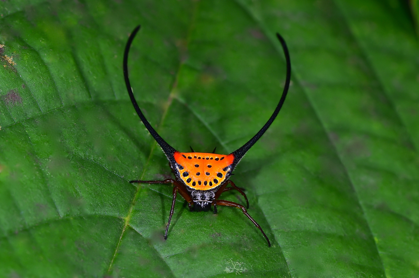 Faszination Regenwald ! Zangenartige Dornspinne, Macracantha arcuata, Borneo März 2016