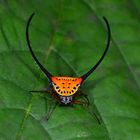 Faszination Regenwald ! Zangenartige Dornspinne, Macracantha arcuata, Borneo März 2016