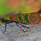 Faszination Regenwald ! Zikade sp, Mulu-Nationalpark Borneo 2016