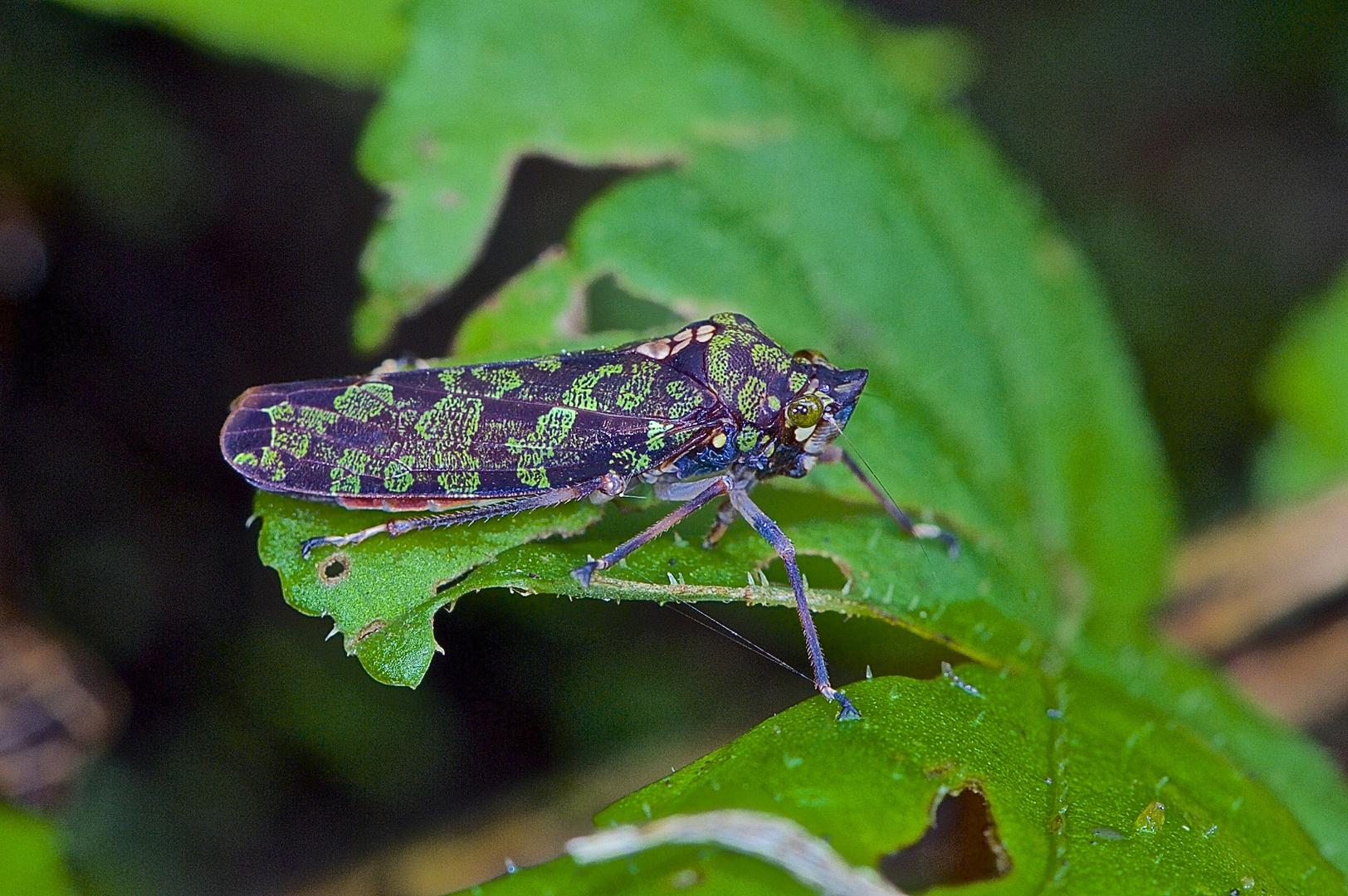 Faszination Regenwald! Zykade sp. aus dem Nebelwald von Peru