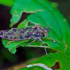 Faszination Regenwald! Zykade sp. aus dem Nebelwald von Peru