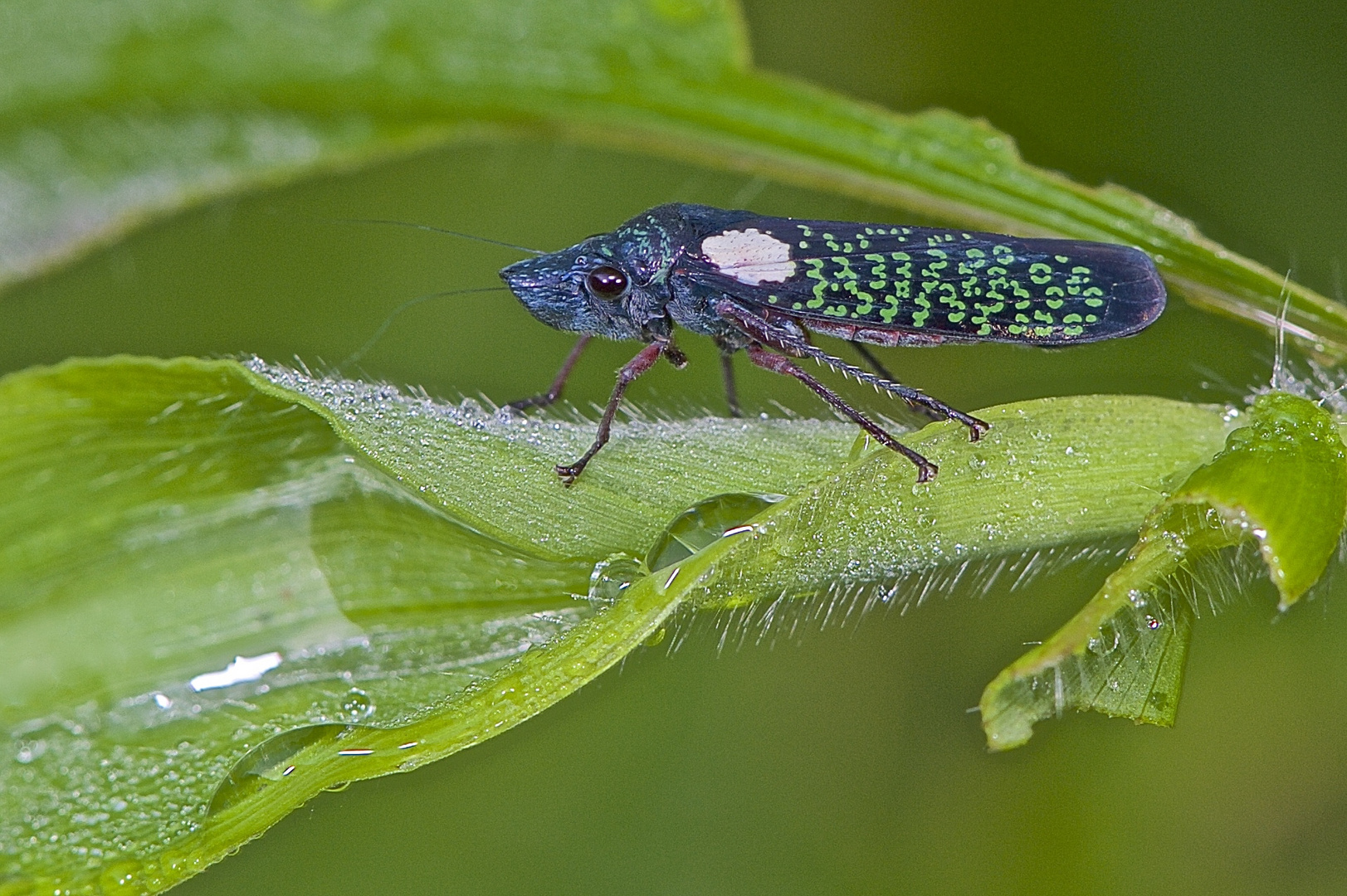 Faszination Regenwald! Zykade sp. aus dem Nebelwald von Peru