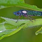 Faszination Regenwald! Zykade sp. aus dem Nebelwald von Peru