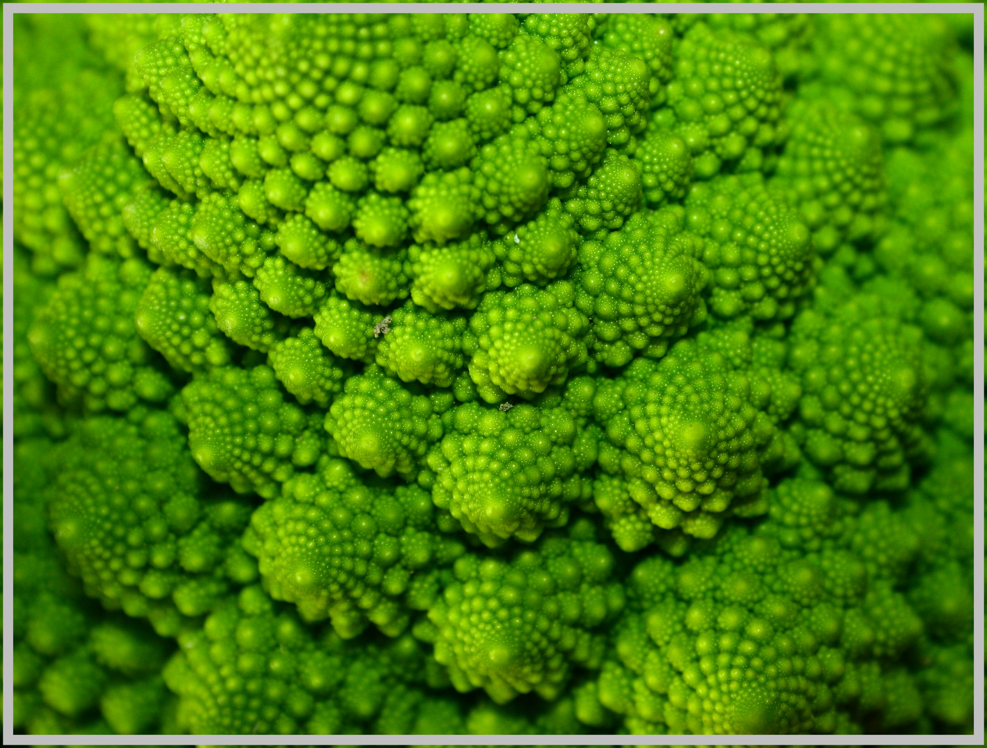 Faszination Romanesco