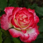 Faszination Rose 2