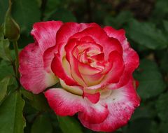 Faszination Rose 2