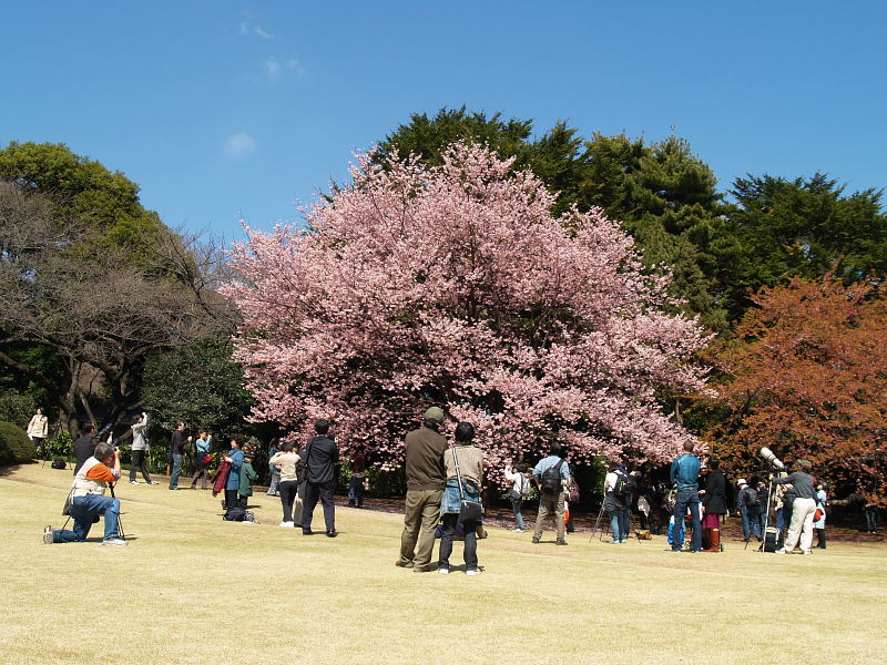 Faszination Sakura