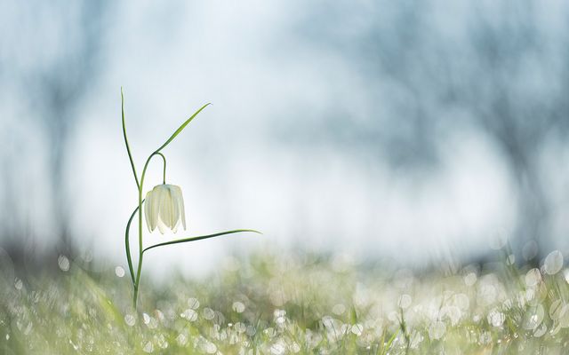 Faszination Schachbrettblume