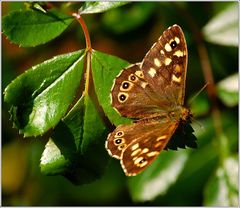 faszination schmetterling