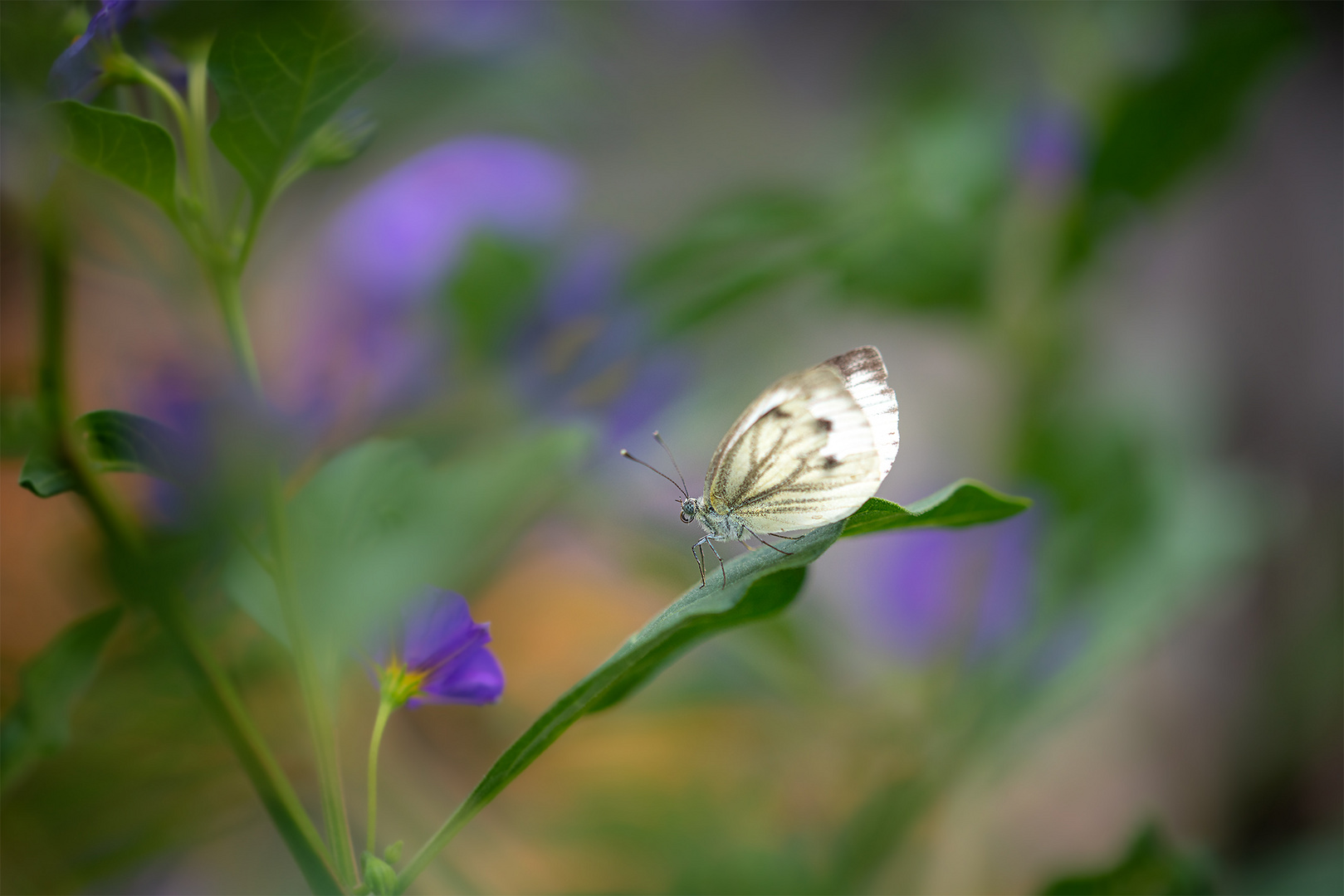 Faszination Schmetterling