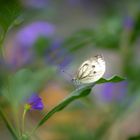 Faszination Schmetterling