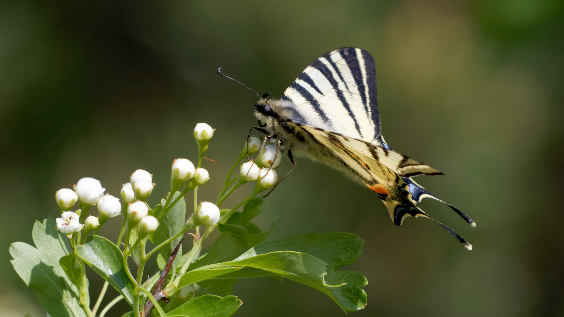 Faszination Segelfalter (Iphiclides podalirius)