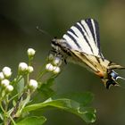 Faszination Segelfalter (Iphiclides podalirius)