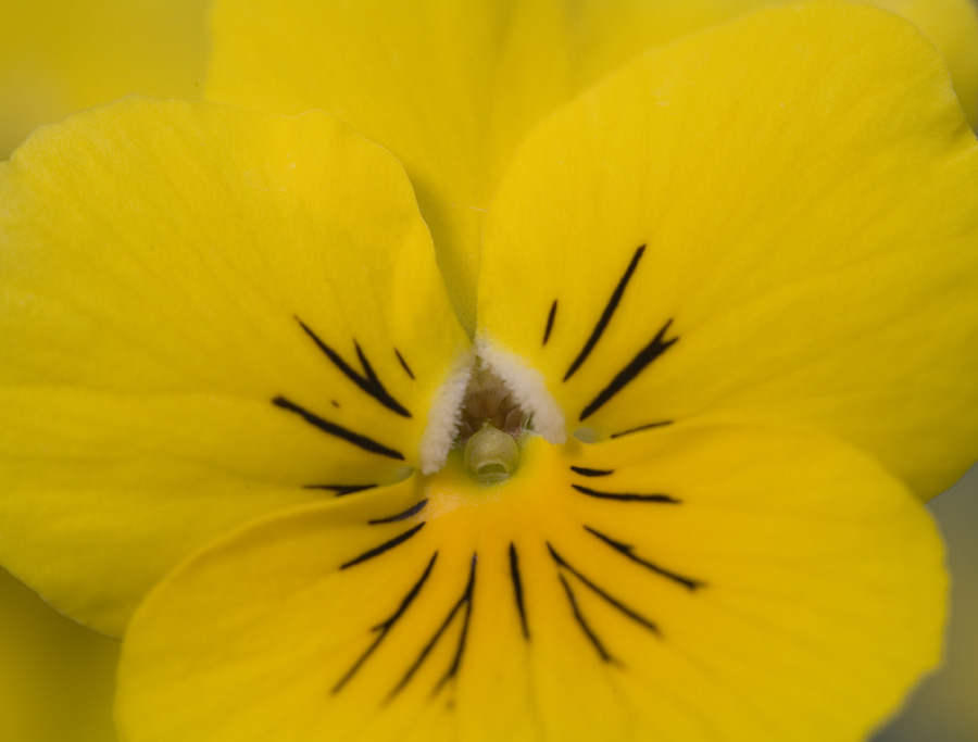 Faszination Stiefmütterchen (Viola calaminaria)
