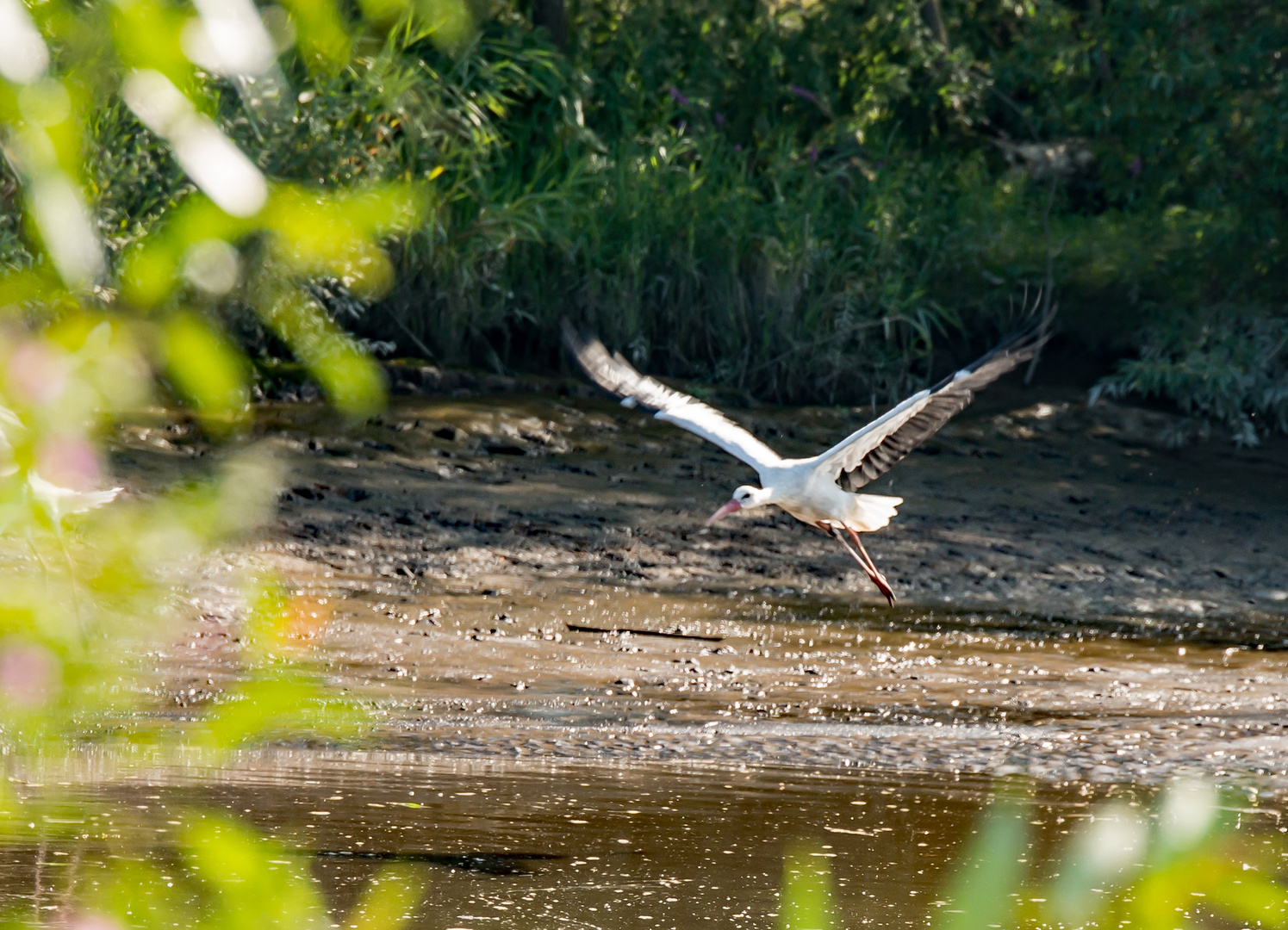 Faszination Storch