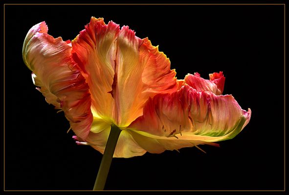 Faszination Tulpen - 