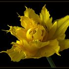 Faszination Tulpen - Foto 2 einer Trilogie 