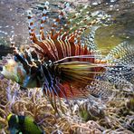 Faszination unter Wasser
