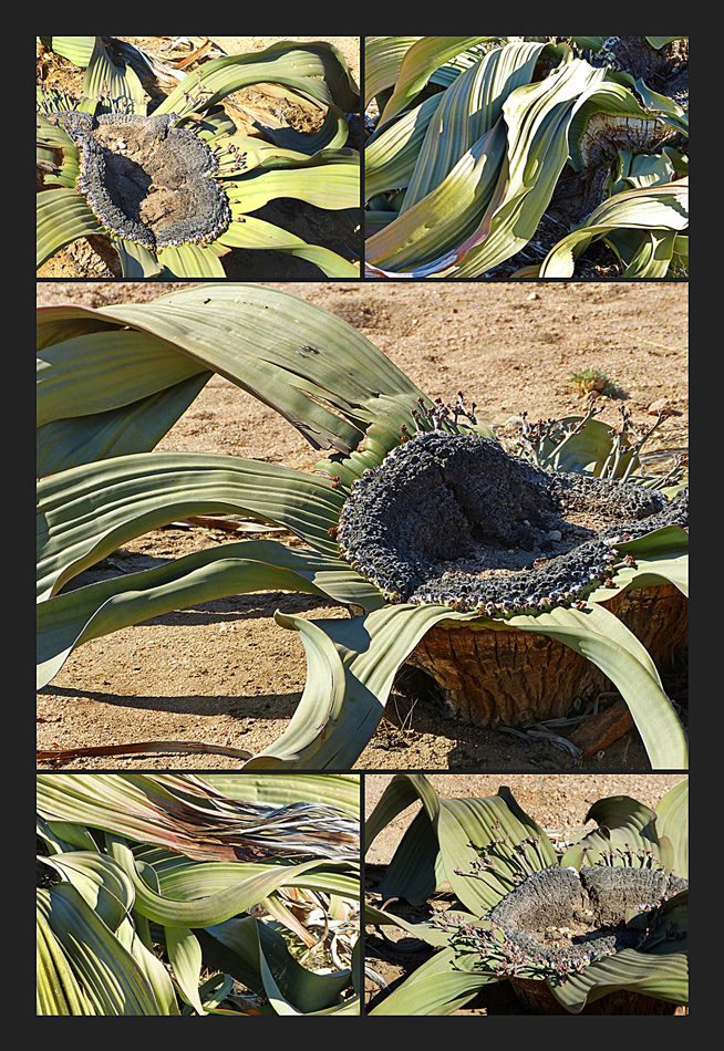 Faszination Welwitschia