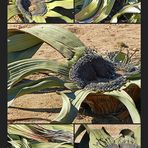 Faszination Welwitschia