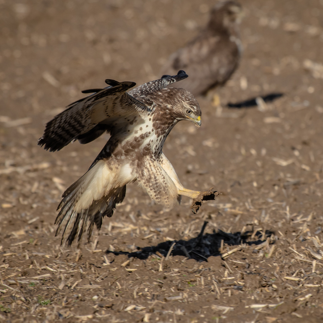 Faszinierend Foto amp Bild nature natur animaux Bilder auf fotocommunity