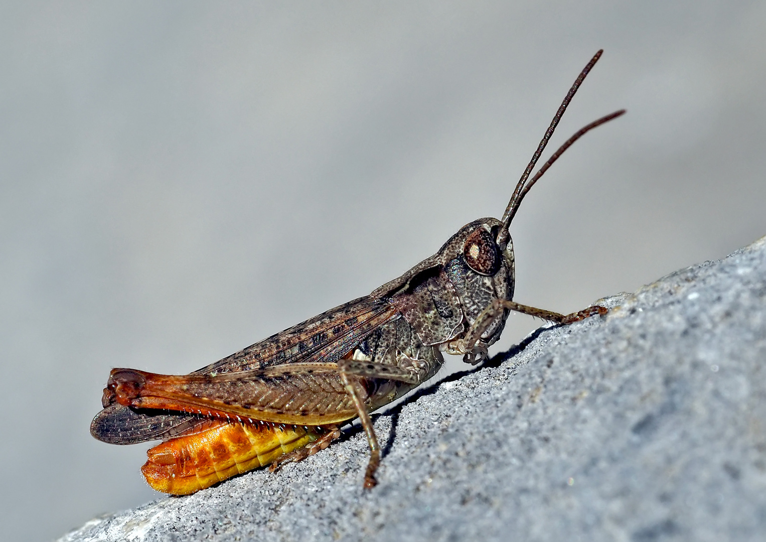 Faszinierend, diese ruhelosen Hüpfer! Italienische Schönschrecke (Calliptamus italicus), Männchen. *