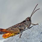 Faszinierend, diese ruhelosen Hüpfer! Italienische Schönschrecke (Calliptamus italicus), Männchen. *