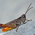 Faszinierend, diese ruhelosen Hüpfer! Italienische Schönschrecke (Calliptamus italicus), Männchen. *