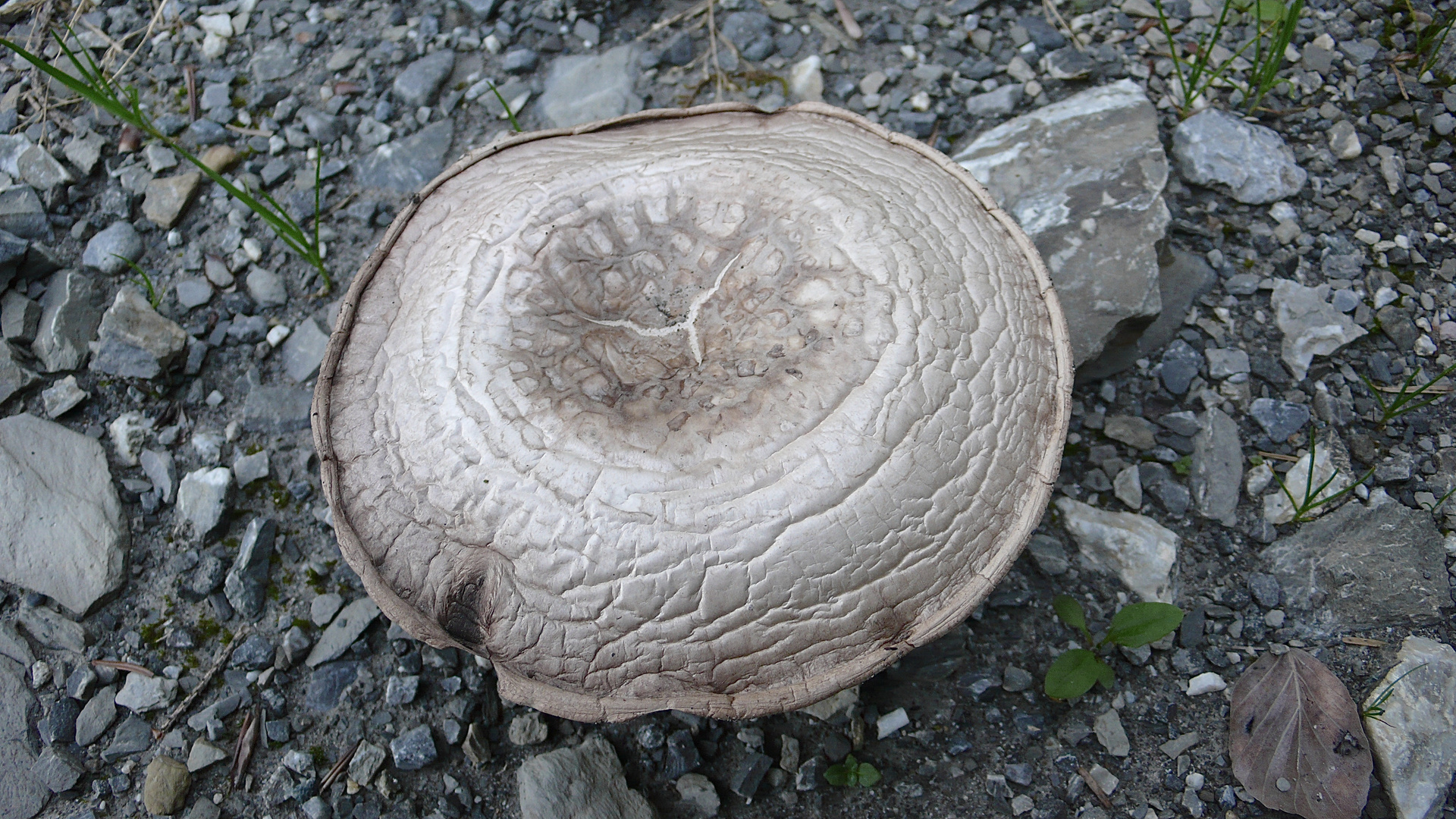 Faszinierend, wie der Stadt-Champignon (Agaricus bitorquis) ...