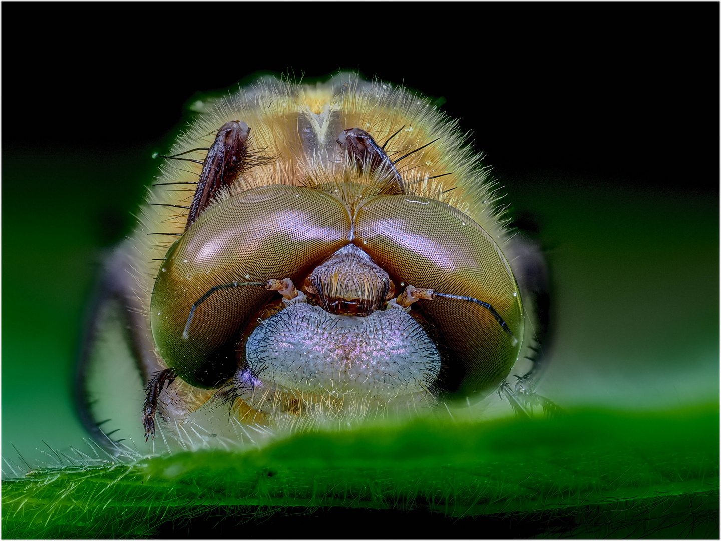 Faszinierende Augen 1