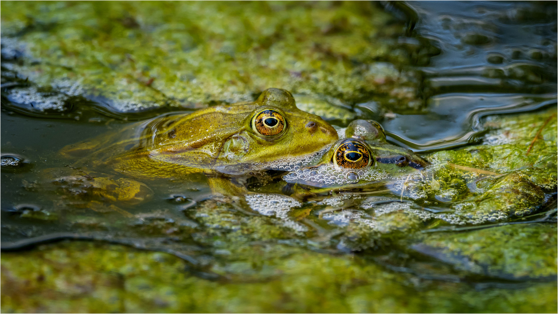 Faszinierende Augen 3