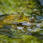 Faszinierende Augen 3