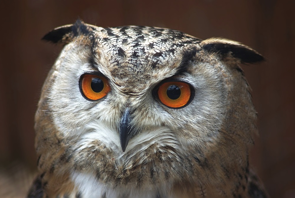 Faszinierende Augen...