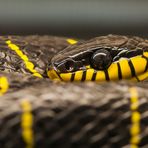 Faszinierende Augen - Ausschnitt