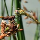 Faszinierende Augen