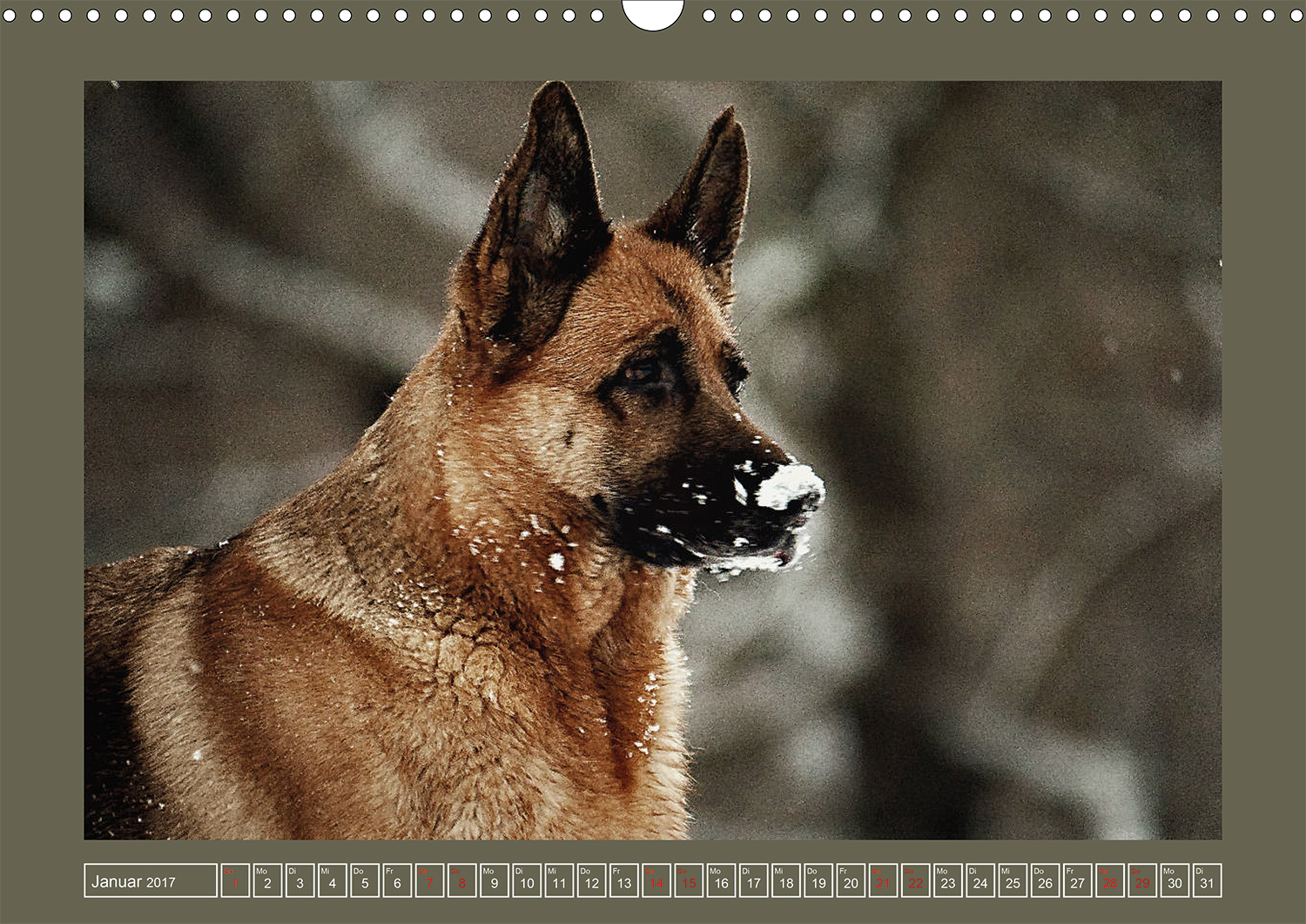 Faszinierende Augenblicke mit dem Deutschen Schäferhund: Schneekönigin im Winterparadies