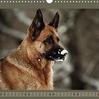 Faszinierende Augenblicke mit dem Deutschen Schäferhund: Schneekönigin im Winterparadies