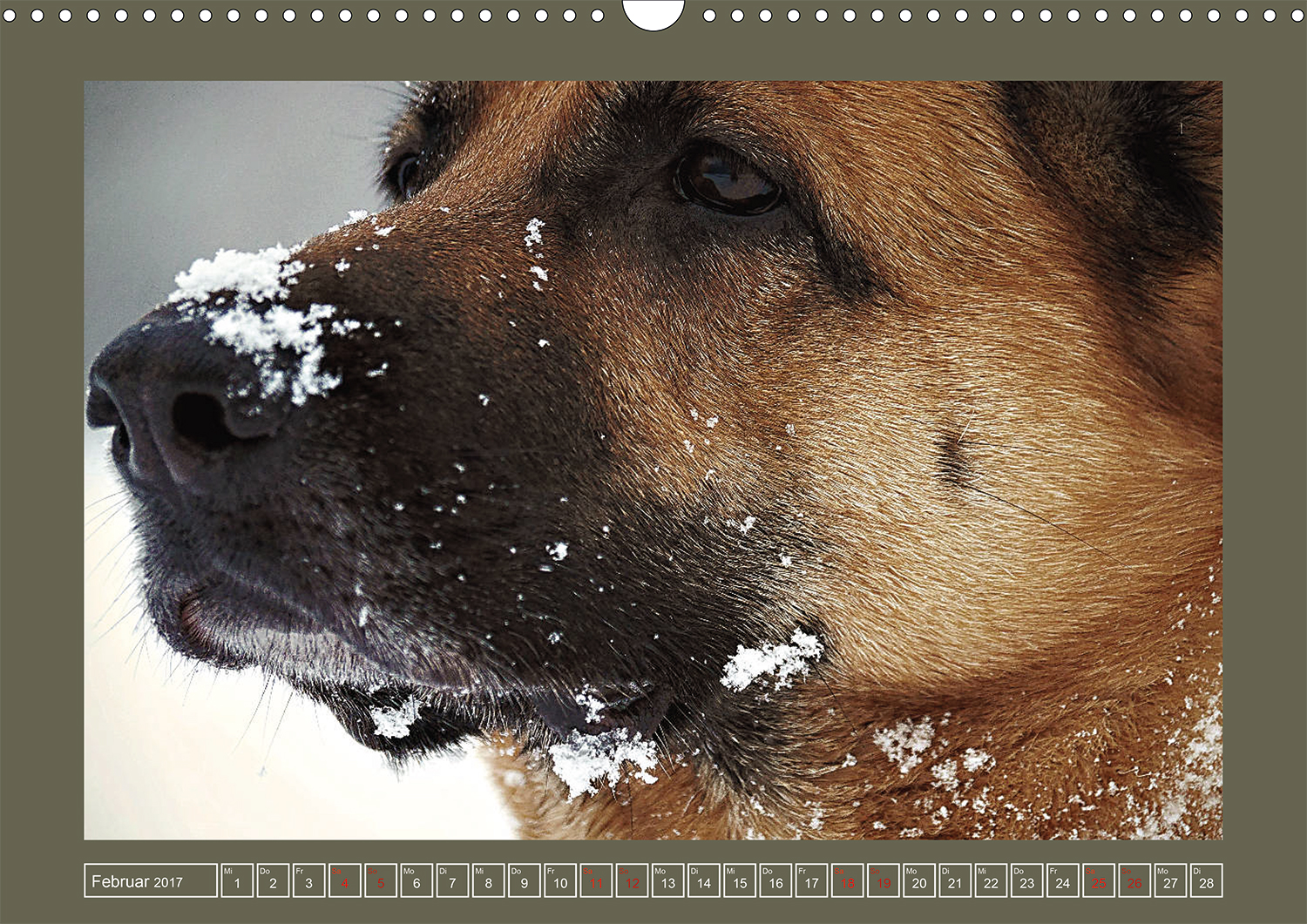 Faszinierende Augenblicke mit dem Deutschen Schäferhund: Stolze Schneeschnauze