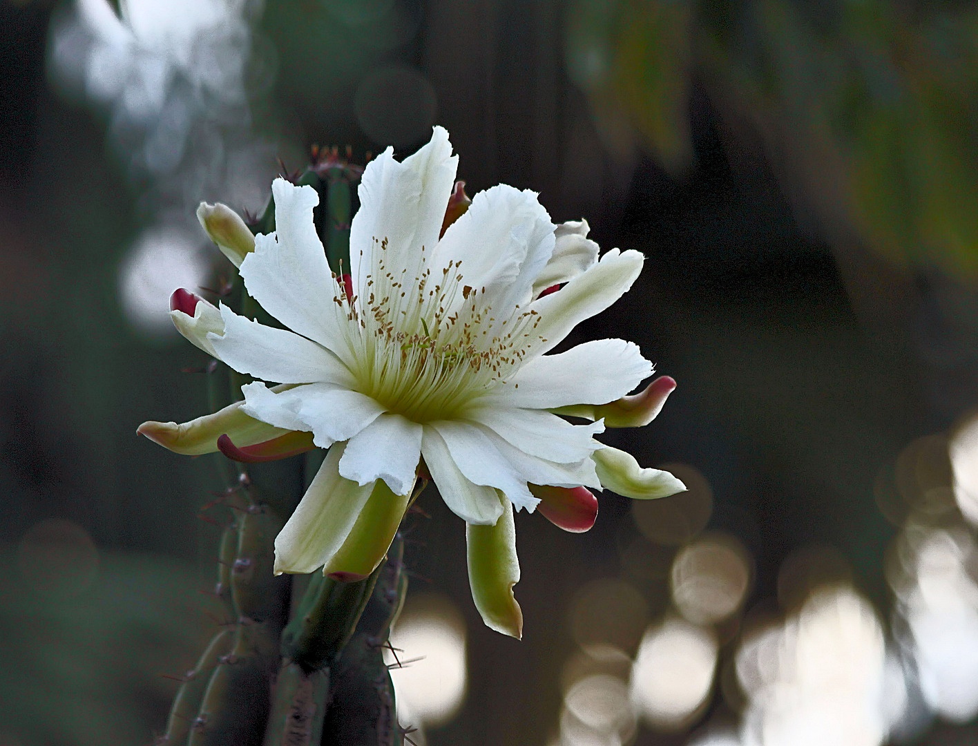 ...faszinierende Blüte