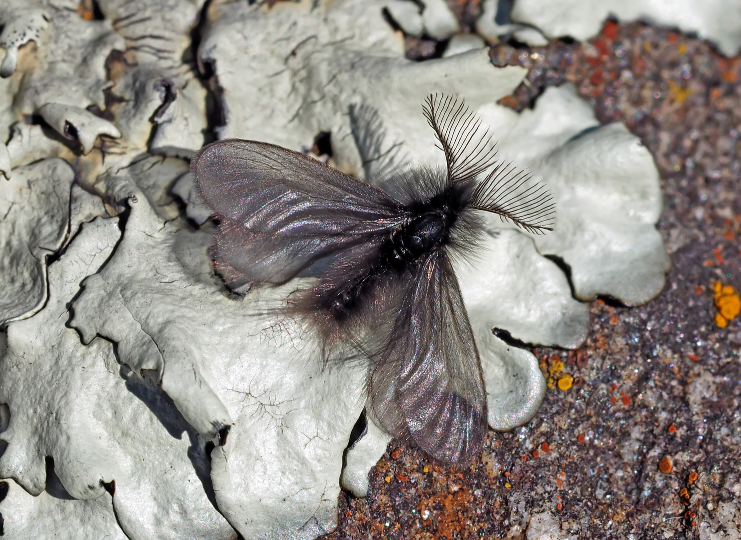 Faszinierende Entdeckung: Fächerfühler-Sackträger (Ptilocephala plumifera) * - Un insecte étonnant!