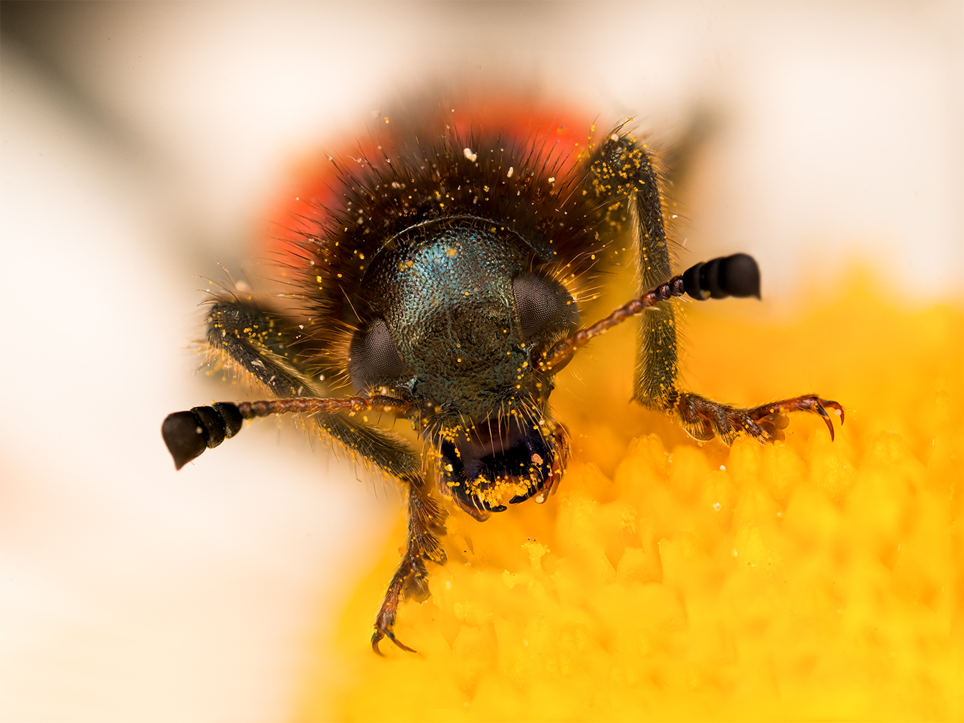 faszinierende, extreme wildlife-Makrofotografie...