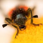 faszinierende, extreme wildlife-Makrofotografie...