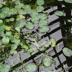 faszinierende formen im wasser