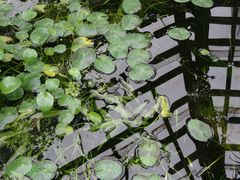 faszinierende formen im wasser