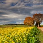 Faszinierende Herbstfarben