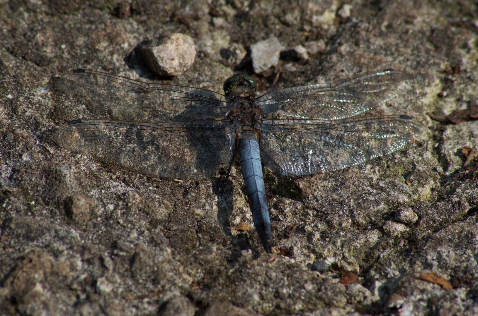 Faszinierende Insekten - Großer Blaupfeil, m