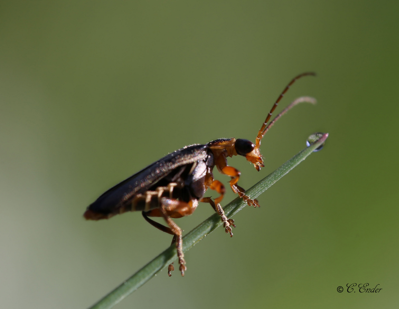 Faszinierende Insektenwelt