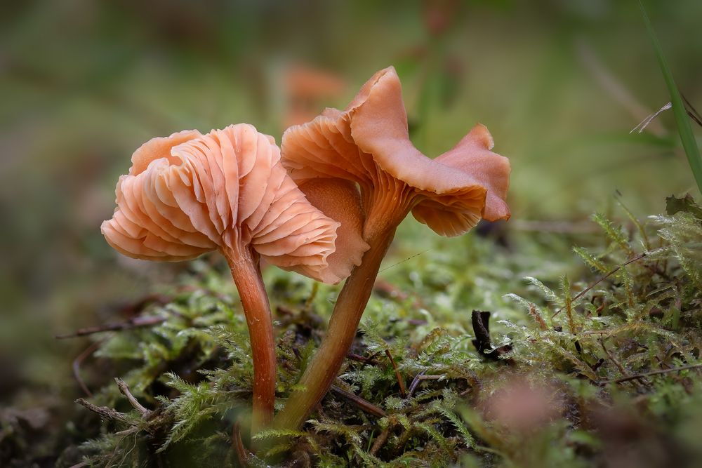 faszinierende Kreationen der Natur