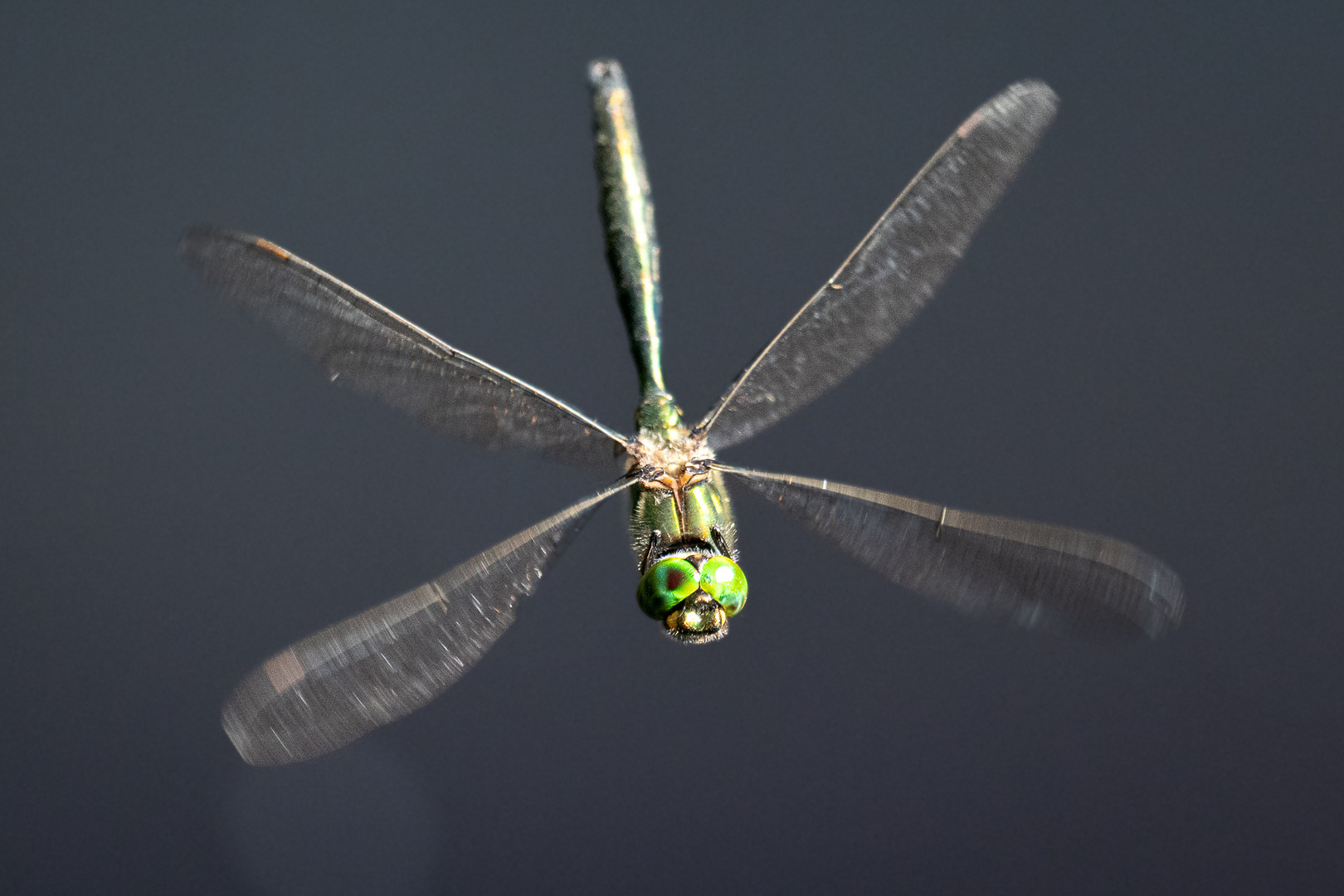 Faszinierende Natur