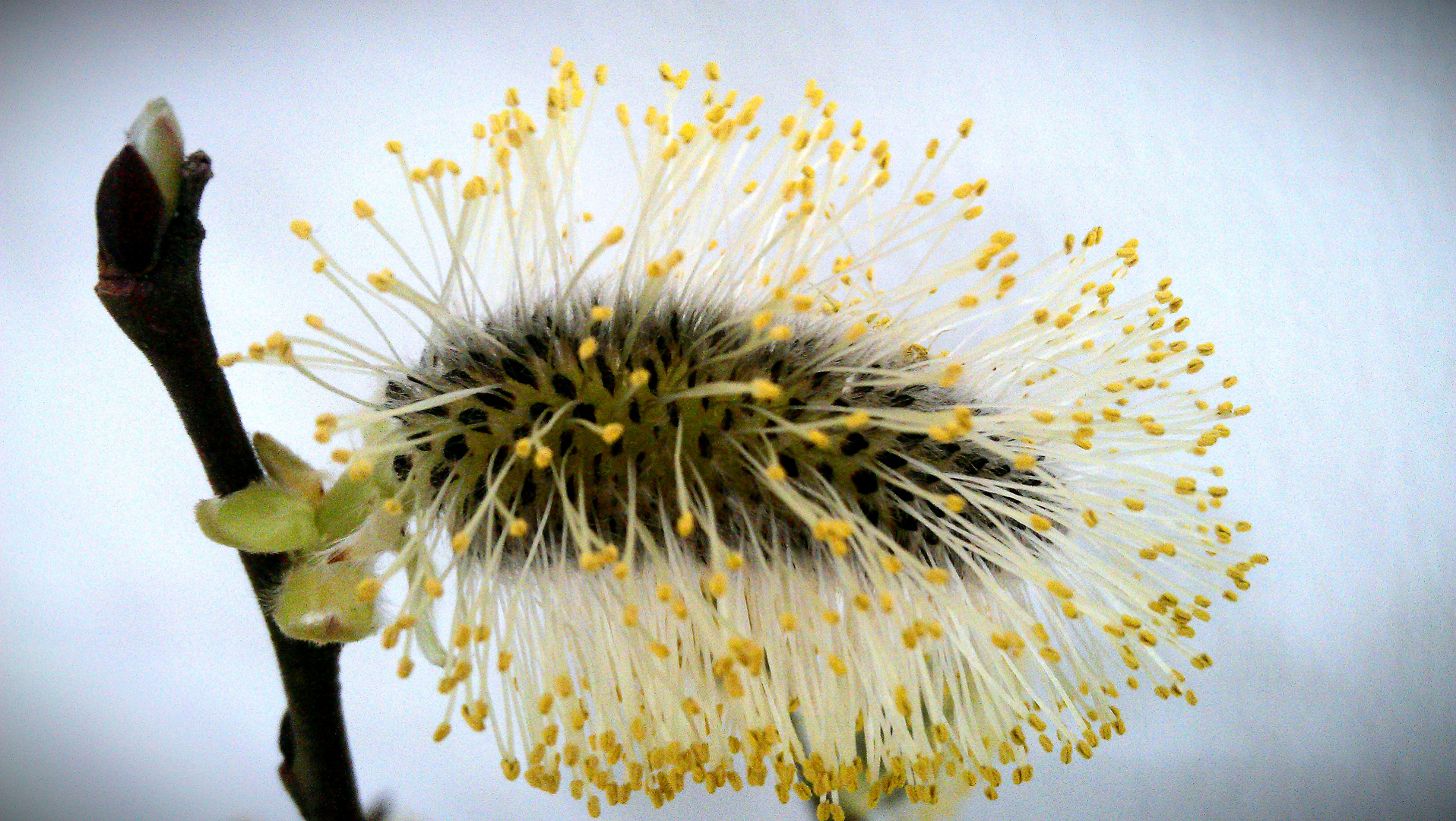 Faszinierende Natur I